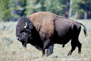 Wildlife Yellowstone<br>NIKON D4, 500 mm, 720 ISO,  1/1600 sec,  f : 5.6 